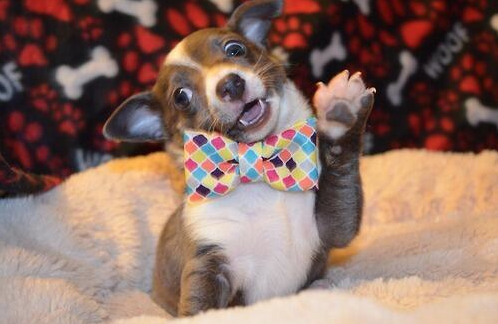 DressedAnimals's tweet photo. When you see your best friend. http://t.co/eEB8psPi6b