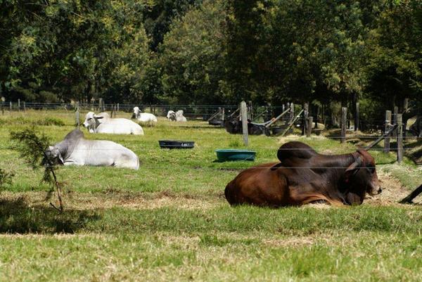 Egenetica's tweet photo. Toros con Genética Especial en Empresa Genética Especial
Foto: Central Reproductiva San Esteban de EGE, (Tenjo,Cund) http://t.co/G4V1Cpupiq