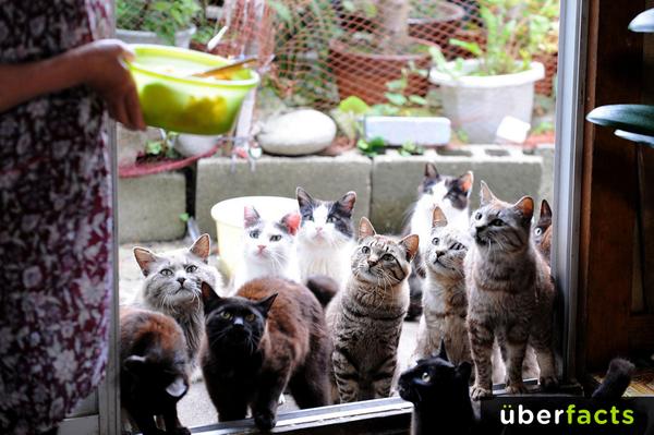 There's a Japanese island that has been taken over by cats – It's called Tashirojima.
