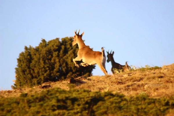 pobino's tweet photo. @jaraysedal ahí tenéis una imágen tomada esta misma tarde en la sierra de El Pobo, Teruel #ElPoboNorte http://t.co/ErZTkxqnPE