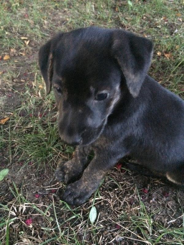 mattecook's tweet photo. Found this guy abandoned by the #swamprabbittrail tonight. Anyone in @greenville up for giving him a home? Pls RT http://t.co/gRRfE7coZT