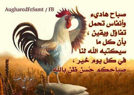 2e04fb81fac841a's tweet photo. : صباح الورد والفل والياسمين متابعيني 🌹💐🌹💐 http://t.co/GD0U3tAaHW"