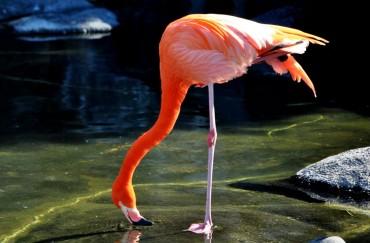 jorgevf98's tweet photo. "@sabiastuque_: Sabias q ls  flamencos se paran en una sola pata pra rgular su tmperatura corporal. http://t.co/FSYL4nzBuZ" @lourdes_canalda
