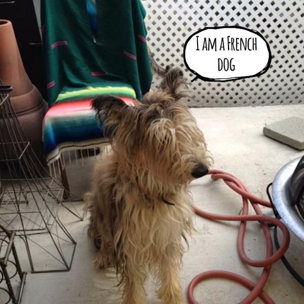 GiseleFrazeur's tweet photo. #barkcam #pets #dogs #dogs #picardyshepherd #bergerpicard #doggie #cutepets #france #frenchdog #winndixie http://t.co/a1PWBLKoX2