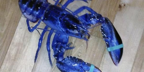 A lobsterman says one of his traps caught a one-in-two-million crustacean: a blue lobster nzherald.co.nz/world/news/art…