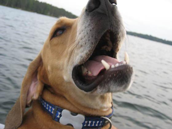 seattletimes's tweet image. Does your pet's grin make others smile? Share a photo on this link: seati.ms/1tPVGDW

Today's grin is by Dylan.