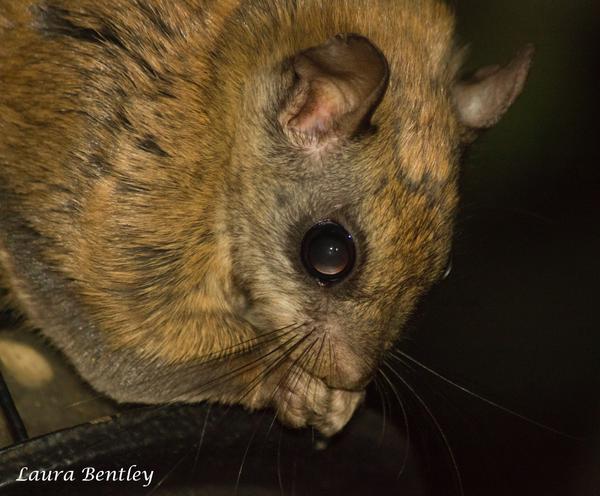 banfflakelouise's tweet photo. Our 'Batman'. MT @ivey00880866: "@ABBestphotos: #NorthernFlyingSquirrel #Nocturnal, thief on in laws feeders http://t.co/qMYNuev4lH