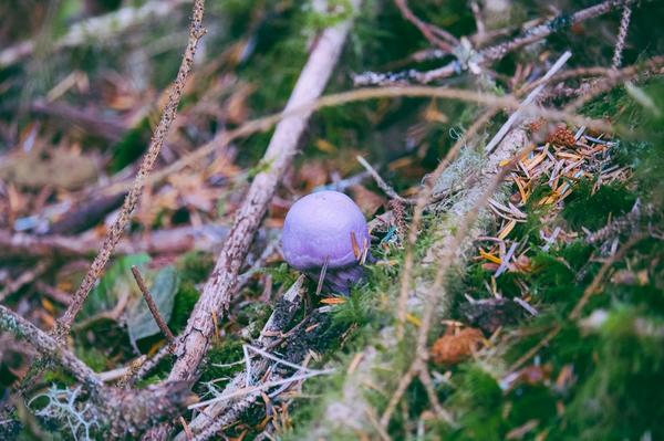 mojaveband's tweet photo. the best mushroom ever http://t.co/9rL54SaDZR