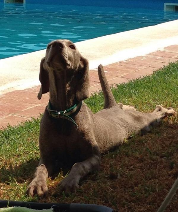 Pinona9's tweet photo. Sé a perdido esta perra por las marismas , sí la encontráis contacten conmigo . Gracias RT http://t.co/loabLEO9Ue