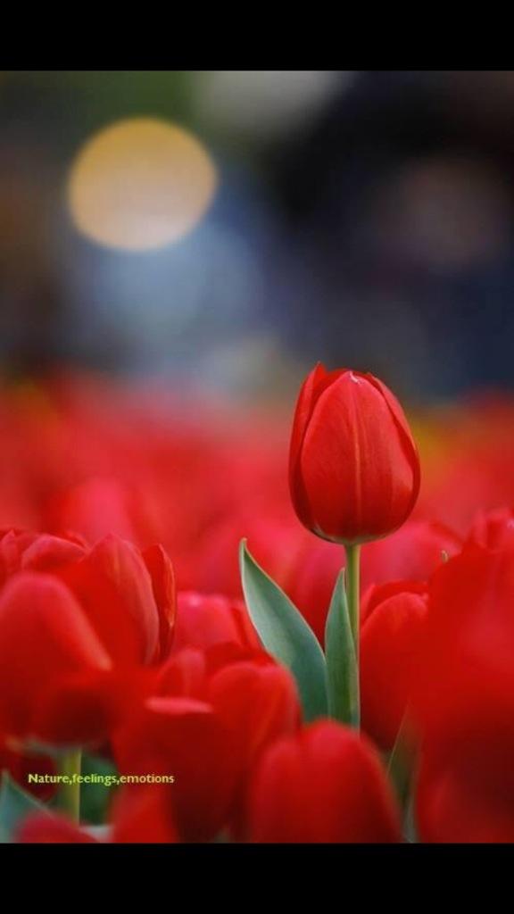 <a href="/flowered_earth/">FloweredEarth</a> <a href="/jojobeau39/">❤Jocelyne Beauregard</a> @SofoARCHI1 <a href="/EGaulier/">Emanuele Gaulier</a>