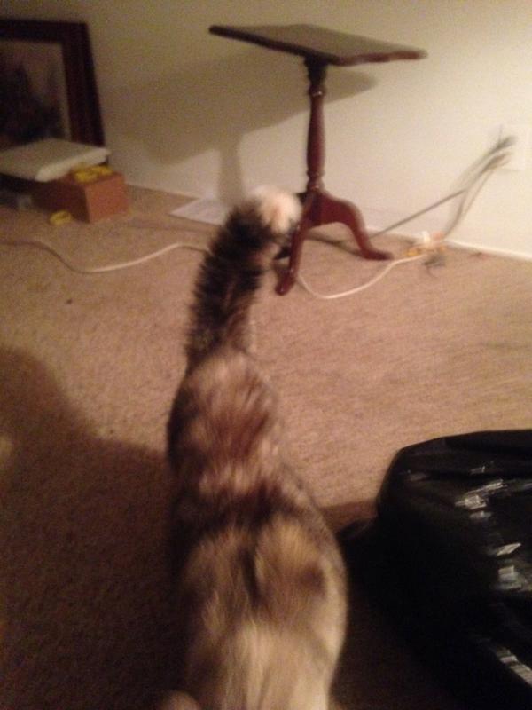 janetsky76's tweet image. Kitty did not like other kitty tonight. #puffytail