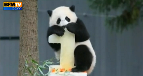 Bfmtv Video Le Panda Bao Bao Fete Son Premier Anniversaire Http T Co 7tt2pnogmp Http T Co Bjcjj7nigq Bfmtv Video Le Panda Bao Bao Fete Son Premier Anniversaire Http T Co 7tt2pnogmp Http T Co Bjcjj7nigq