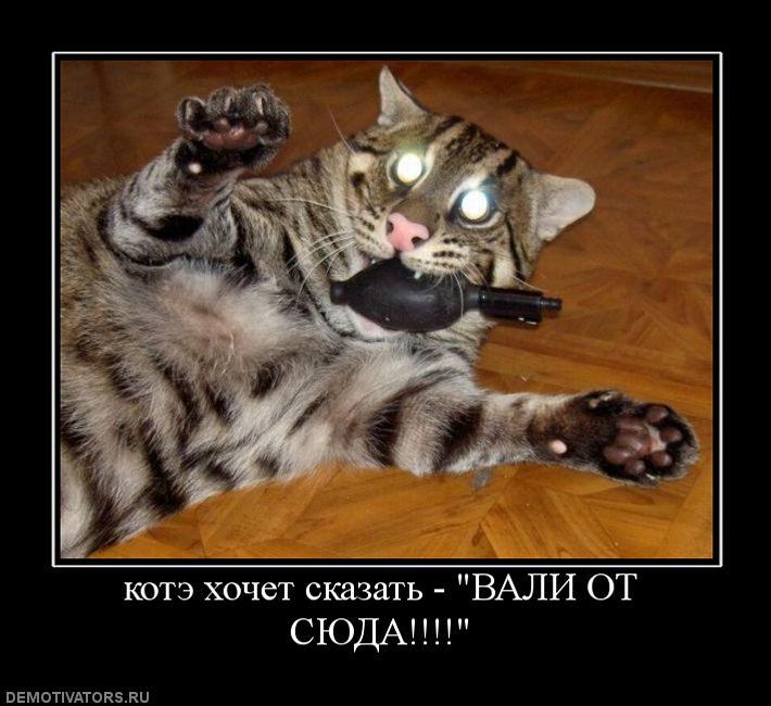 Молчуны прикольные картинки, хорошо смешные картинки