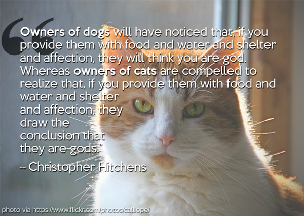 catster's tweet photo. Dogs <<< Cats ... Yes/yes? ; } http://t.co/H4UqKfY5Kr