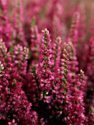 Calluna Vulgaris. € 1,95 per stuk en 3 voor €5,- #aanbieding #tuin #balkon