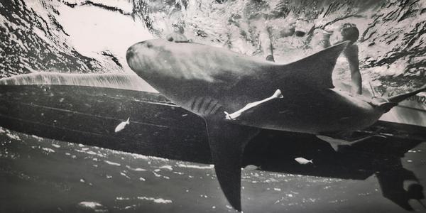 surfridereurope tweet picture