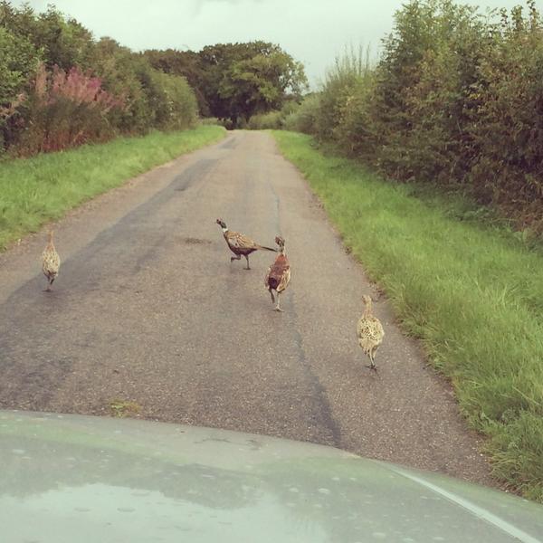 lydia_mansi's tweet image. Going anywhere takes twice as long at the moment #devon #countryproblems