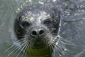 WimDuf's tweet image. #slechtweer @frankdeboosere @DDehenauw Weermannen David en Frank ! Dit was gisteren nog mijn labrador ! HELP ! SNEL !