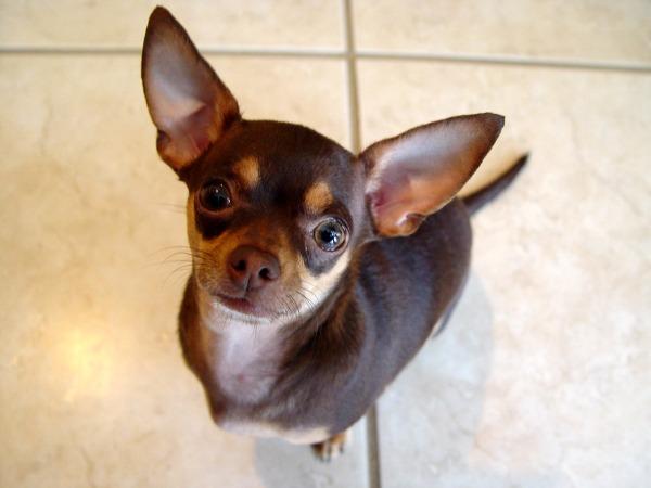 BestPrankVideo's tweet photo. ♥ Men, What Your Dog Says About You ♥ ►► http://t.co/uTMe9zHaBl ◄ ♥ 

#NationalDogDay #HappyBirthdayDylanObrien http://t.co/Y77fUJ336d