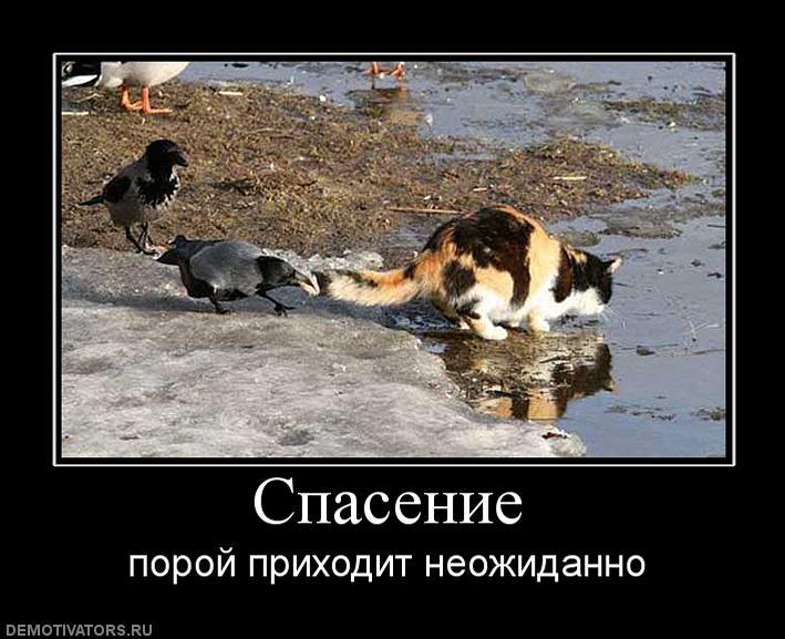 Марта, спасу мир прикольные картинки