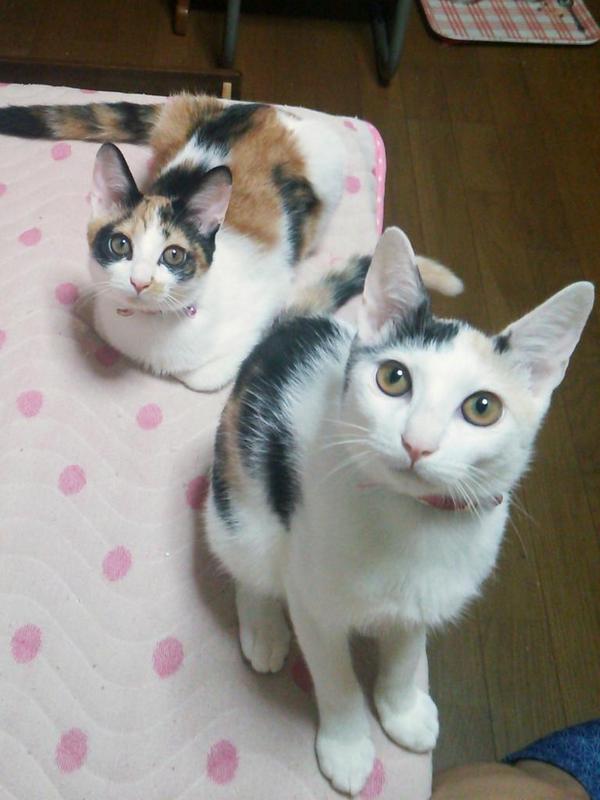 三毛猫親子の成長 Go22fuafua Twitter