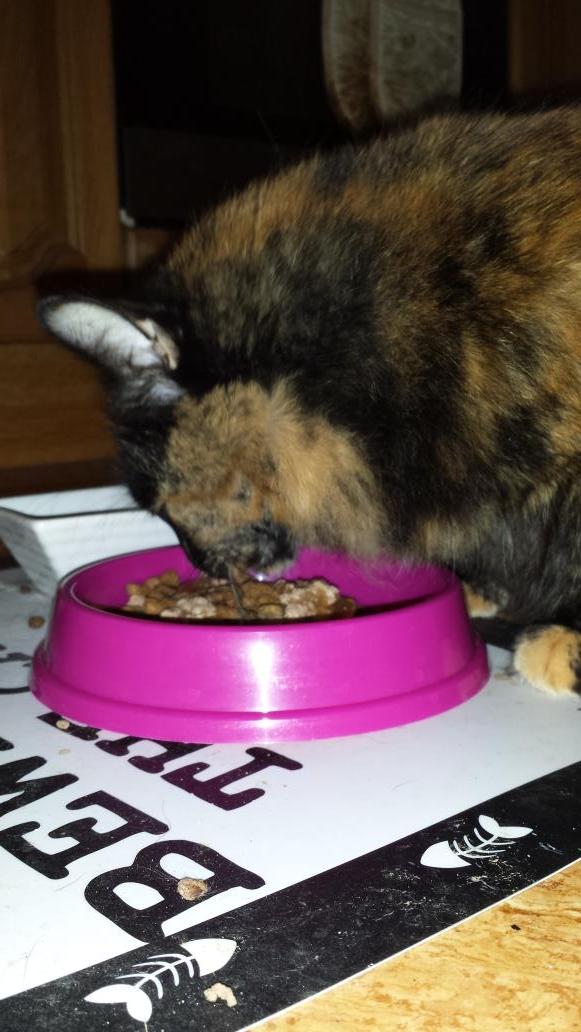 AdrianLong3's tweet photo. @TheLadyGroove Ragsy doing what Ragsy does best. Purring and eating at the same time. #multitaskingcat http://t.co/q5To1oxf4O