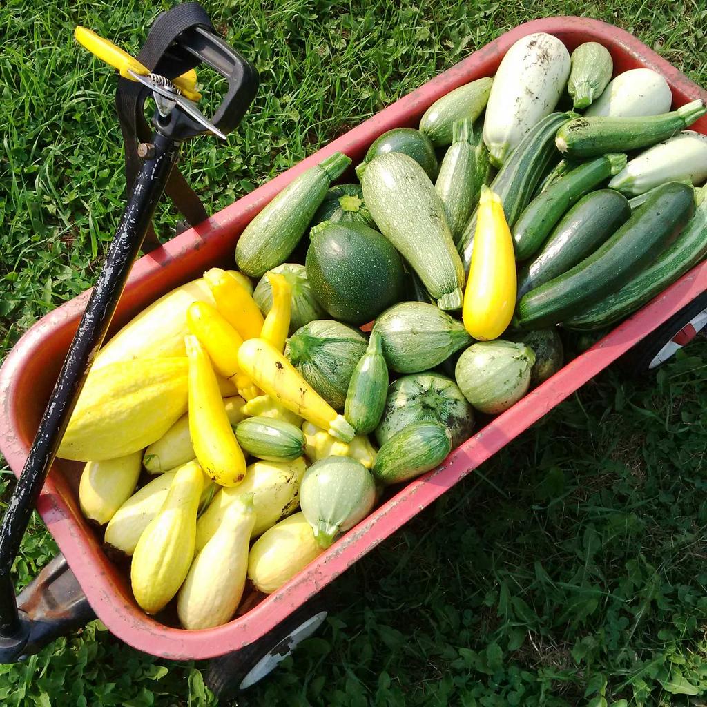 zucchini