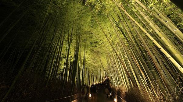 vamos_ecpe's tweet photo. Recorre en imágenes este increíble 'bosque' de bambú en #Japón ► http://t.co/aSlDelNkUf http://t.co/Jj7HiKLi8Y