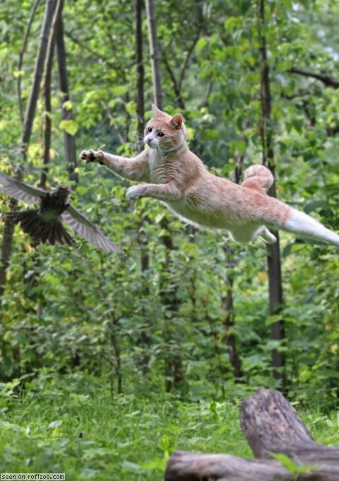 Брутальный Котэ tweet media