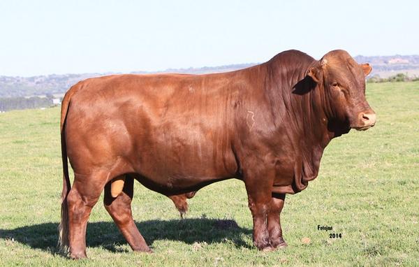 In <a href="/Die_Burger/">DieBurger</a> #Landbou deel ons môre groot insigte soos: ’n Bonsmara met hare op sy skrotum het hormoonmoeilikheid!