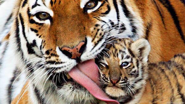This is what a Tiger mother licking her cub looks like. There are only 3,000 Tigers left remaining in the wild.