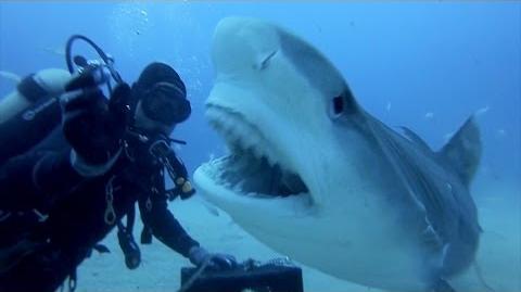 Petting a mature shark