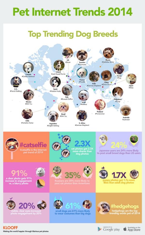 Collier_Justin's tweet image. RT Which dog breed is most popular in your country? Via @mashable  via @SuperLeerin