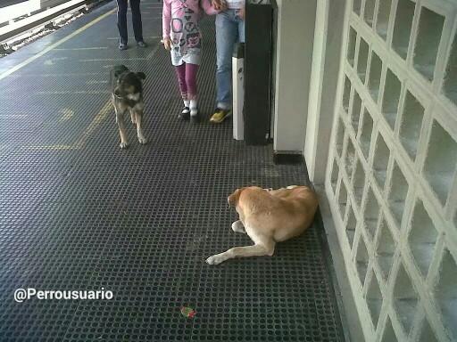 Te pedimos nos ayudes a salir del peligro cuando nos veas en el andén del @CaracasMetro Contamos contigo!