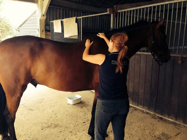 elliefhughes's tweet image. Rolo chillaxing and enjoying a post-Hartpury massage courtesy of the lovely and talented @EquinityUK