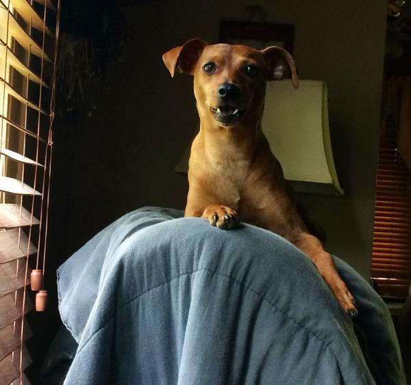 BuddyTheMiniPin's tweet image. Hewwwwooooooo wadies!!! Wanna sun yourselves wif whittle me? #sunnydays #pets #petslife #minipins