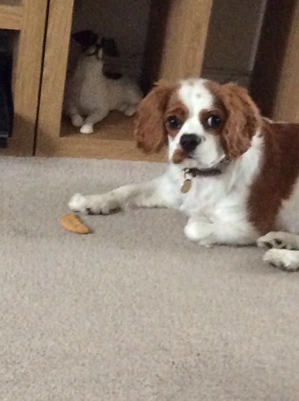 TobyHalftash's tweet image. Hi, I'm Toby the rich tea biscuit thief