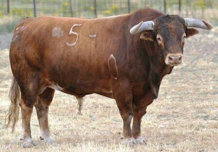 Carlos ZĂșñiga (@zunigatoros) on Twitter photo Gran toro Hortelano 54 de <a href="/Condemayalde/">Conde de Mayalde</a> premiado con la Vuelta al ruedo esta tarde en GijĂłn tras cortarle 2 Padilla Gran toro Hortelano 54 de <a href="/Condemayalde/">Conde de Mayalde</a> premiado con la Vuelta al ruedo esta tarde en GijĂłn tras cortarle 2 Padilla