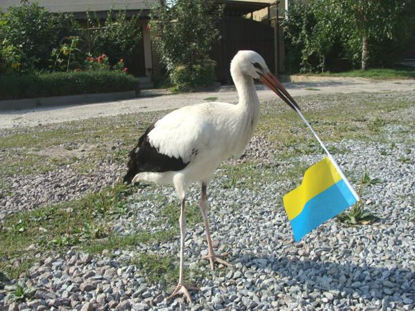 Порошенко обсудил с Меркель урегулирование ситуации на Донбассе - Цензор.НЕТ 6037