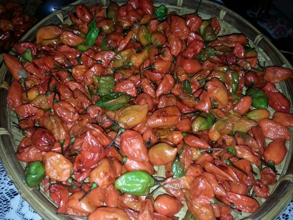 gitikasaikia's tweet image. Heaps of #bhutjolokia getting ready for #BombayLocal exhibition at #mahalaxmi #assamesefood #hottestchilipeper
