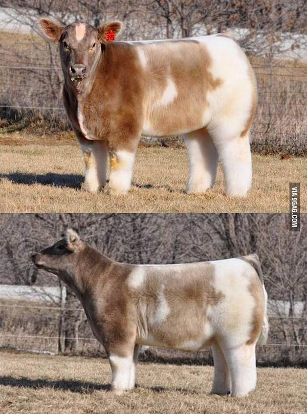 Borgore Cow That Was Washed And Blow Dried Fluff Alert Http T Co Gqcqqvifjh