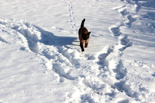 Perfect day in #gigatownwanaka today #snow #cats