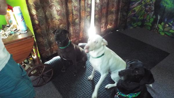 3dogcrew's tweet photo. Thought you might like to see a three some the motley crew #petparty2014 http://t.co/iWvU2uZLoZ
