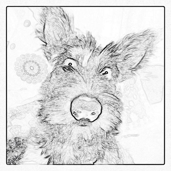 GiseleFrazeur's tweet photo. #bestfriend #bergerpicard #pets #dogs #ilovemydog #cutepets #picardyshepherd http://t.co/ZdoNm3pY9X