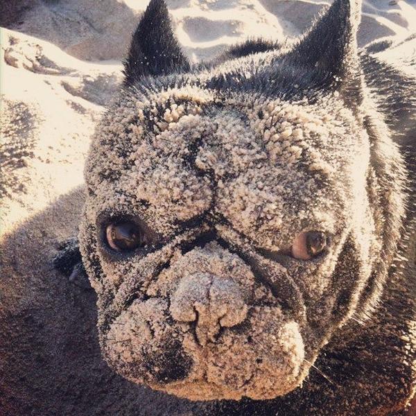 Bossthefrenchbu's tweet photo. Sandman #classicrepost #frenchbulldog #animals http://t.co/OAPWY4w4dR