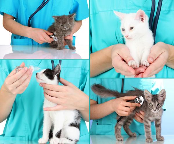 What are the 5 most common illnesses to affect #kittens? Learn more about them here:  goo.gl/zQ6hZi