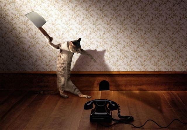 три чокнутые подруги. лошадь улыбается. три мартышки. смешные обезьяны. обезьяны.