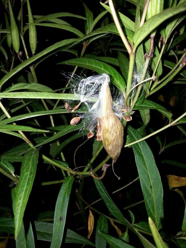 LearningAsWeGro's tweet image. milkweed seed set to sail away on the breeze