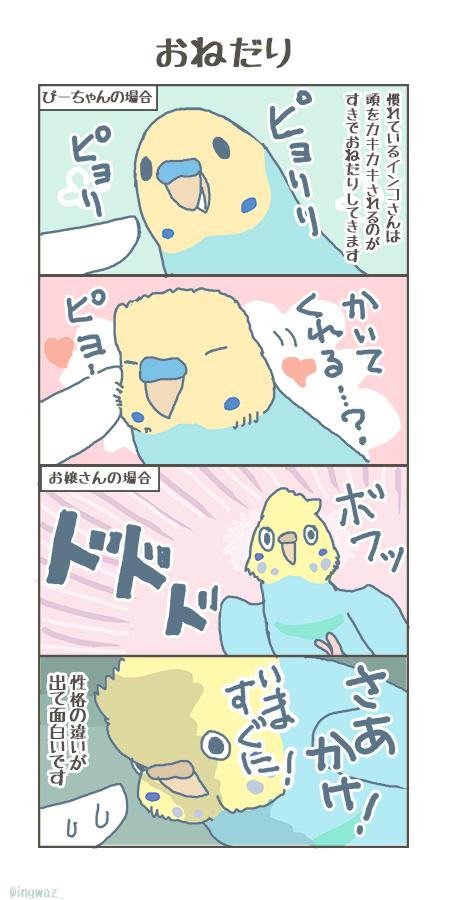 最も選択された インコ の 書き方 最も選択された インコ の 書き方