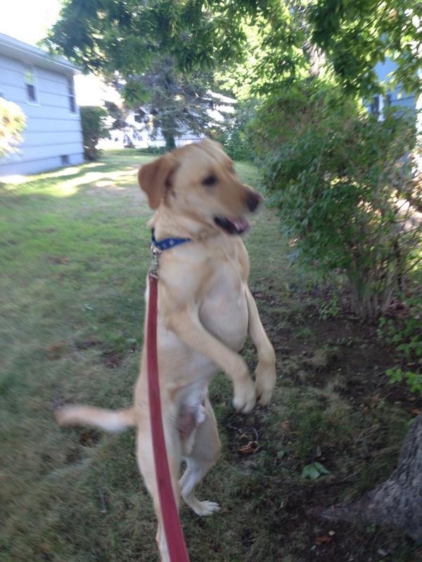 TuckProblems's tweet image. dear @djciar02 I appreciate the early walk but if you don&apos;t let me chase squirrels up the tree is it really worth it?